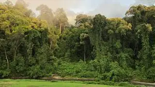 Danum Valley Rain Forest Lodge