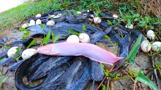 Awesome Fishing - catching fish & picking duck eggs under grass by hand fisherman
