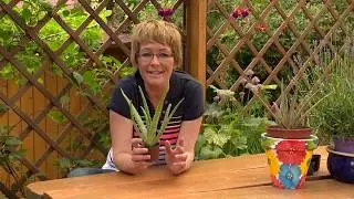 Orvosi aloé (Aloe vera) gondozása és szaporítása - Kertbarátok - Kertészeti TV - műsor