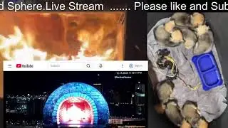 Live Stream Puppies. #live #livestream #puppy #fireplace #relaxingmusic #relaxingvideo