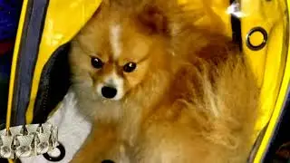 🐶 🐶my dog shopping for her safety traveling bag reviews carry her my dog in home knowledge channel