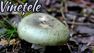 Russula Heterophylla - ciupercuța zilei - vinețica unsuroasă