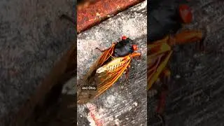 A rare cicada brood is emerging across the eastern U.S.