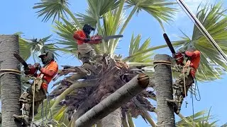 Cưa cây thốt nốt siêu to siêu cứng . Cưa cây kỷ thuật cao 