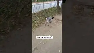Какую бы выбрал ? #live #shortvideo #mood #общение #собакен #dog #shorts #tv