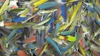 How to trim and sort feathers 101.