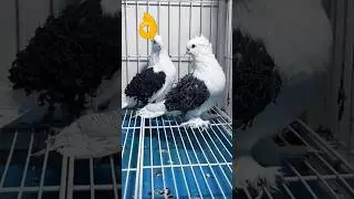 Black wing back frill pigeons #youtubeshorts #viralvideo #trendingshorts #shorts #pigeon #pigeonbird