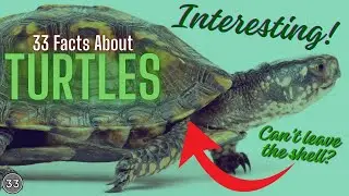 33 Interesting Facts About Turtles