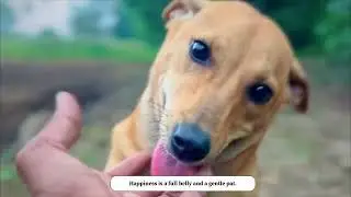 The Moment I Met These Lonely Souls... 🐕💔 #dog #puppy 
