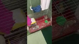 Купили Алисе новую клетку #funnyrat #мем #petrat #животные #юмор #приколы #shorts
