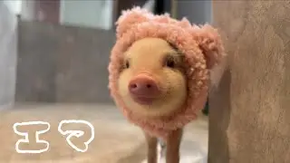 pigちゃん紹介動画〜エマ Ema〜
