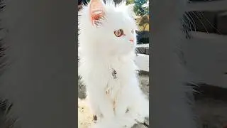 Cat Video | White Cat | Persian Cat | Cat Loves | Cat Movement | Cute Cat | Kitten | Funny Cat