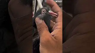 #pigeon #chirimari #pigeonwings #birdspecies #kabootar #whitepigeon #pigeonbird #pigeonlover