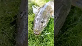 Traditional village fresh bele fish #reels #fish #viral #Amazing #viralpost #shorts #short #ytshorts