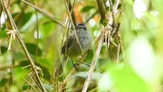 Tit-Tyrant Unstreaked 173
