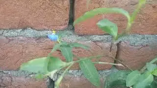 Asia tic day flower#gardening #viral #viralvideo 