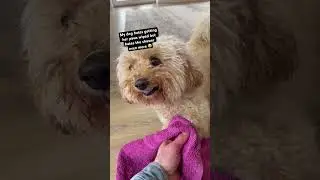 My Dog HATES Being Clean 🤣