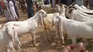 Bakra eid 2026 collections