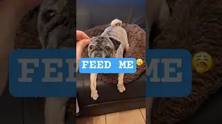 Bella's Daily Food Anthem 🎶🐶 #shorts #pugs