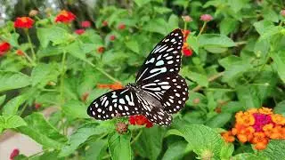 A butterfly on a flower. Music. Бабочка на цветке.  Музыка.