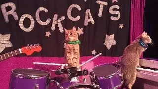 Cat Rock Band and Circus - Acrocats and Rockcats