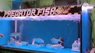 ikan Tarpon / Bulan-bulan makannya Sadis