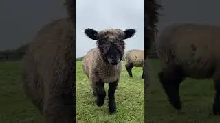 Heligan Highlights - August 2024