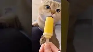 PREVIEW - Daily Cute and Cuddly Cats n&deg;273