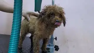 No One Would Groom This Difficult Dog...Here's What Happened