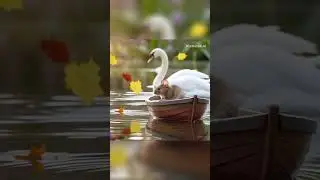 Mouse is enjoying the boat ride #mouse #boat #enjoy #lake #ride #swan #swimming #aiart #funny #cute