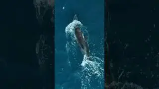 The Ultimate Predator: The Killer Whale's Mastery of the Oceans