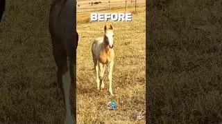 Before & After Animals Growing Up. Amazing Animal Transformation💥#animaltransformations #animals