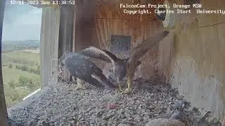 ТРЕНУВАННЯ. САПСАНЬЧИКИ. ОРАНЖ. АВСТРАЛІЯ 12-11-23-TRAINING CHICKS. FALCON. NEST. ORANGE. AUSTRALIA
