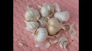 Information of garlic in tamil | Selecting garlic varieties | Benefits of garlic