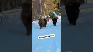 Krowy szkockie są zwierzętami stadnymi. Dbają o siebie #agroturystyka #highland #cow