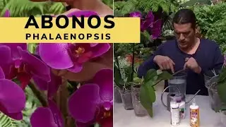 Abonos para orqu&iacute;deas phalaenopsis - Decogarden - Jardinatis