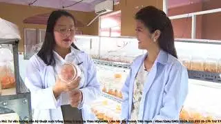 HQGANO - Tìm Hiểu Quy Trình Nuôi Trồng Đông Trùng Hạ Thảo