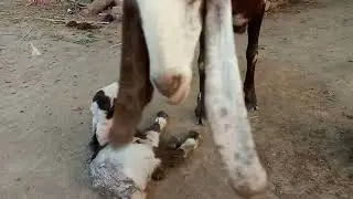 desi goats delevry😍😍