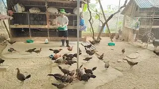 Chăm G&agrave; Rừng Ăn Rau Buổi S&aacute;ng