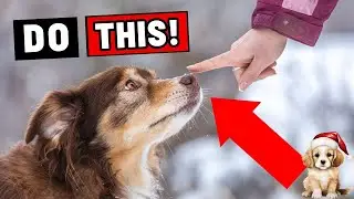 If Your Dog Allows This, It&rsquo;s a Sign of Deep Bonding!
