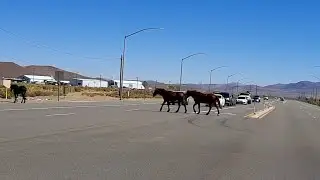 Four Wild Horses Cross Busy Interstate In Mound House, Nevada.