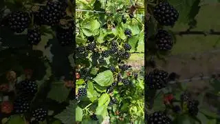 Blackberry picking season is here!