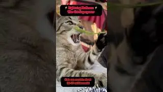 Before you even blink&hellip; a cat has already made its move. 🐾⚡ #fyp #cat #superpower #fastreflexes