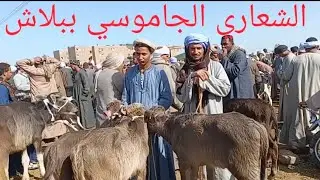 أجمل اسعار للشبيب والشعاري الجاموسي بسوق اسنا يومكم كلو رزق ١٤/ ١/ ٢٠٢٦م