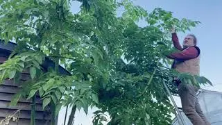 Dahlia imperialis