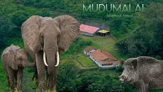 MUDUMALAI TIGER RESERVED forest (Nilgiri hills )  /Elephant crossing masinagudi road