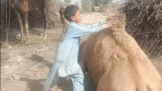 Camels ki sawari aor chota Driver in Dessert erea.