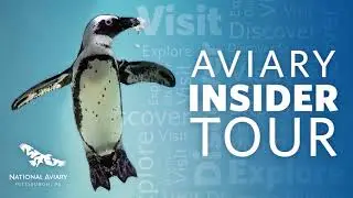 Aviary Insider Tour Sneak Peek