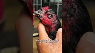 Ayam betina yang di incar banyak orang, namanya si black oli samping, sudah di tawar 100 juta
