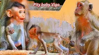 2 months ago baby Vigo still need mom to take care look really pity monkey